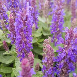 Salvia nemorosa ‘Salvatore Blue 2