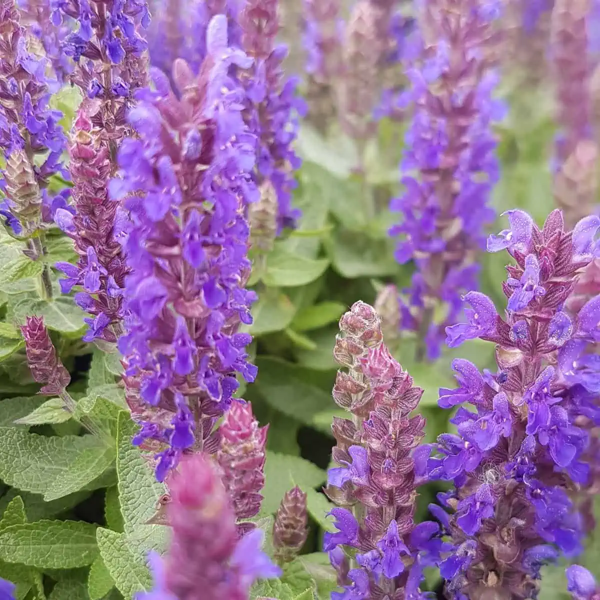 STUDIOUS - CLANE SALVIA FLOWER 完売品 Verve Mix Salvia Flower Seeds
