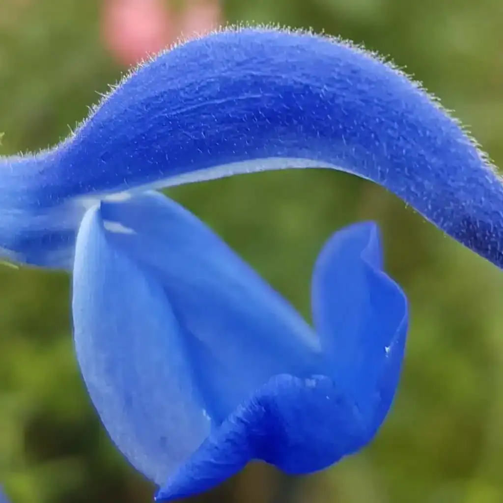 Salvia patens Guanajuato 3 1 compress