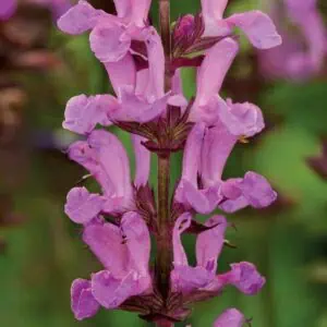 Salvia pratensis rose rapsody 3.v2