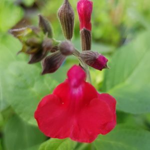 Salvia x jamensis ‘Maraschino 2