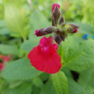 Salvia x jamensis ‘Maraschino 3 scaled