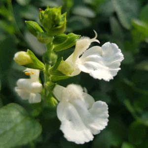 Salvia ‘Walsingham White 1 scaled