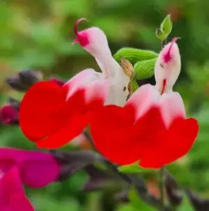 Salvia greggii 'Hot Lips'