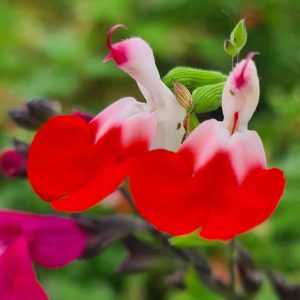 Salvia greggii ‘Hot Lips 10 1