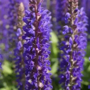 Salvia nemorosa ‘Blue Bouquetta’ in full bloom — specialist nursery plant, Middleton Nurseries