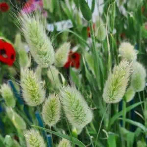 Lagurus Ovatus ‘Bunny Tails’ (Ornamental Grass) flowering in the garden — Middleton Nurseries
