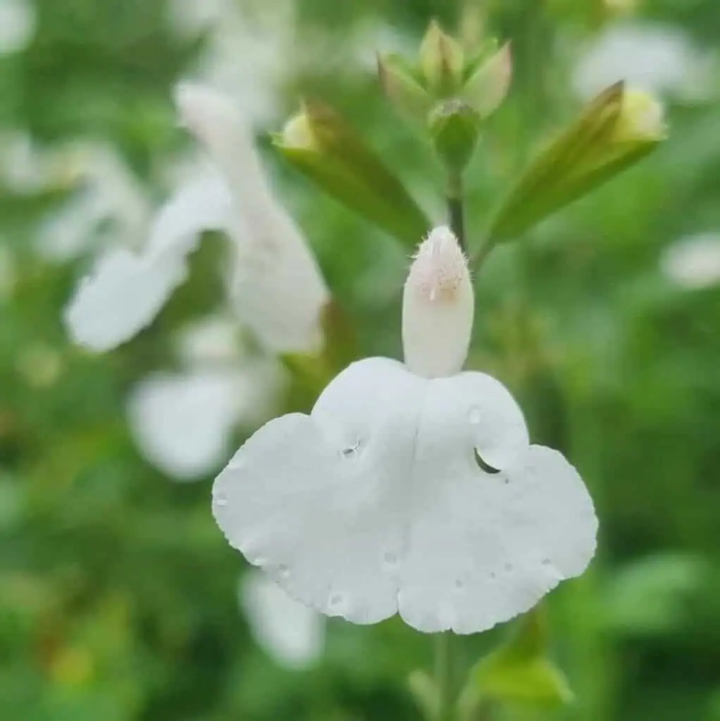 Salvia microphylla 'Glacier'