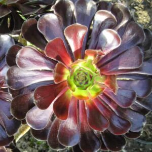 Aeonium arboreum Schwarzkopf 3