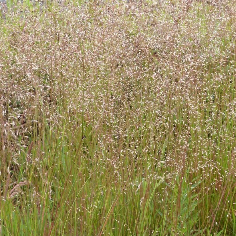 Deschampsia flexuosa (Wavy Hair Grass) | Middleton Nurseries