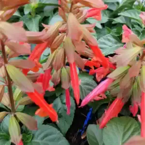 Salvia Embers Wish 4