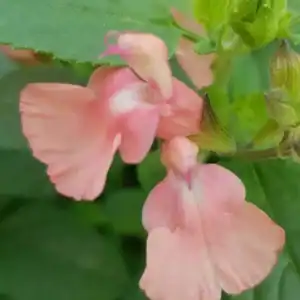 Salvia microphylla Aphrodite 1