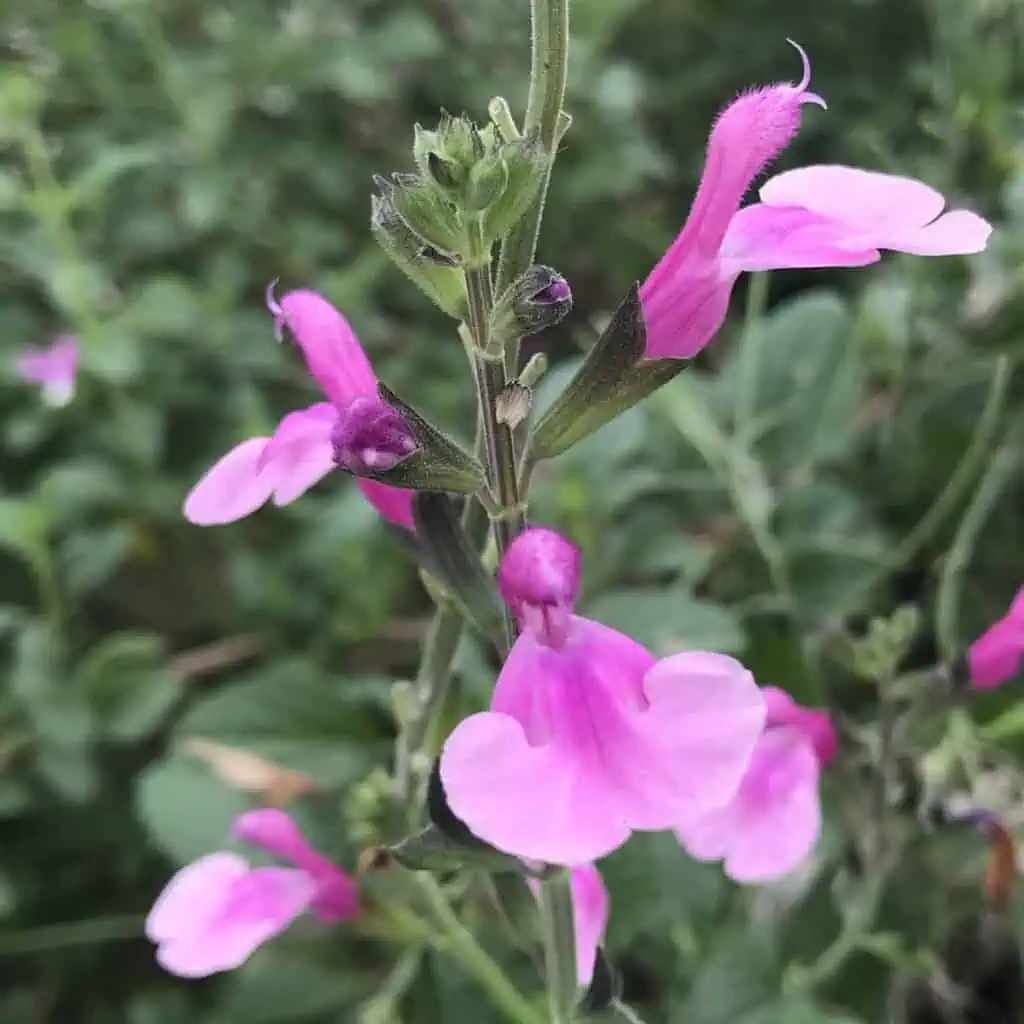 Salvia microphylla 'Delice Hesperides'
