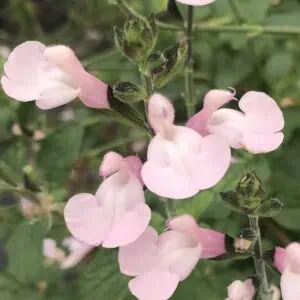 Salvia microphylla 'Delice Ondine'