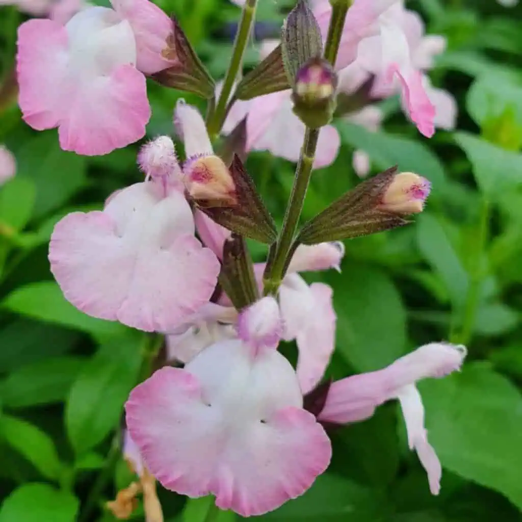 Salvia microphylla  Anduus 1