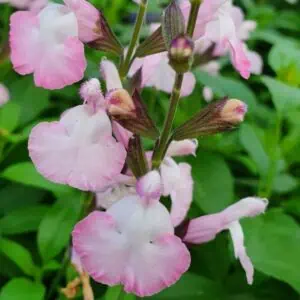 Salvia microphylla  Anduus 1