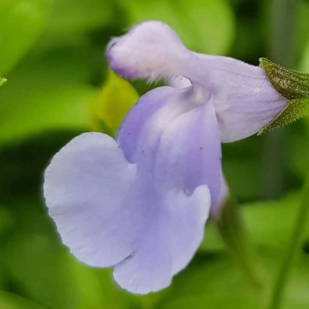 Salvia microphylla 'Delice Aquamarine'