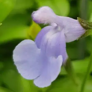 Salvia microphylla 'Delice Aquamarine'