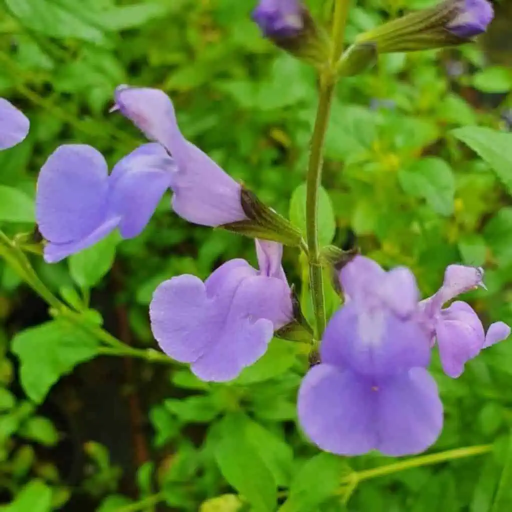 Salvia microphylla  Delice Aquamarine 3