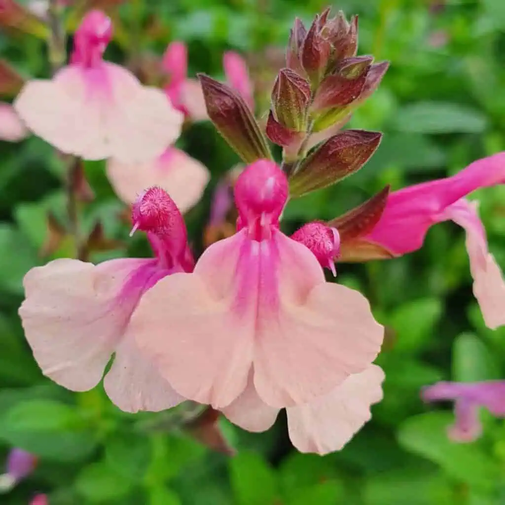 Salvia microphylla 'Delice Gold and Wine'