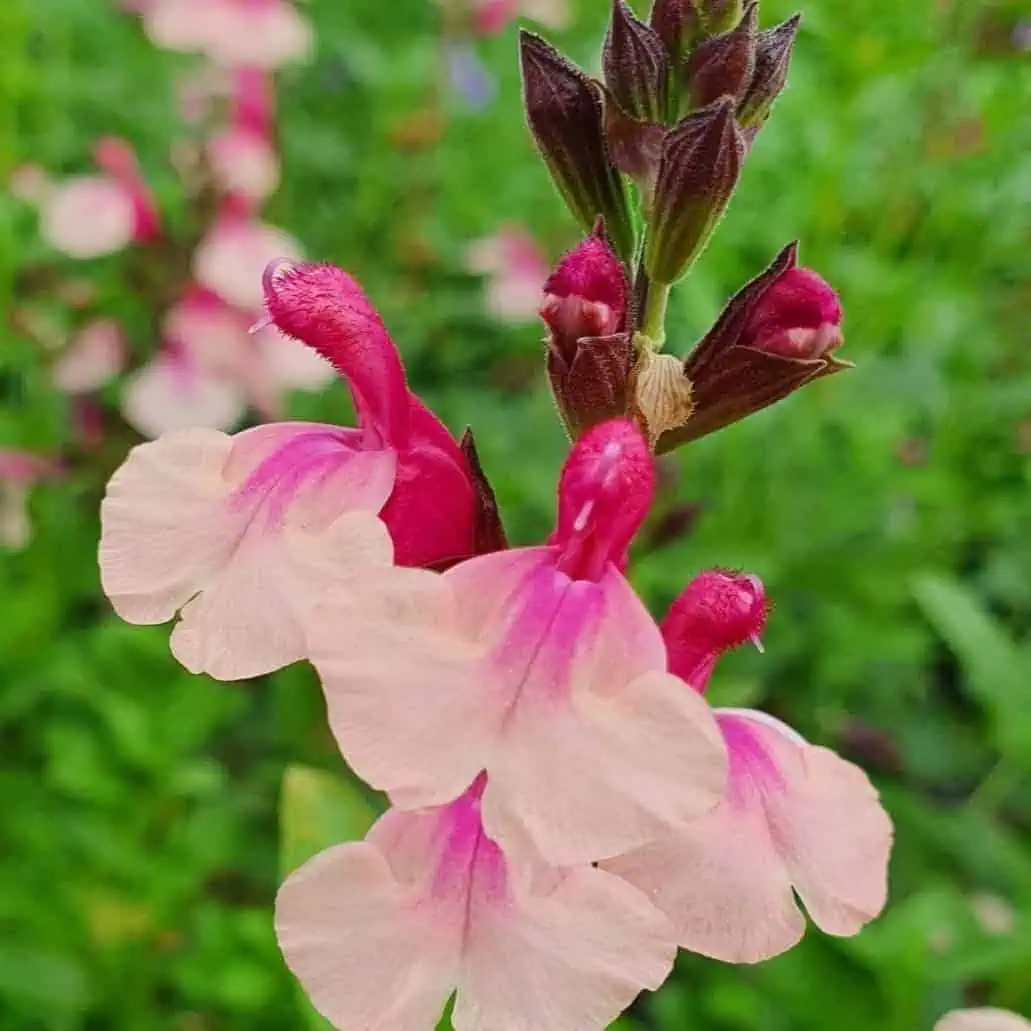 Salvia microphylla Delice Gold and Wine. 7