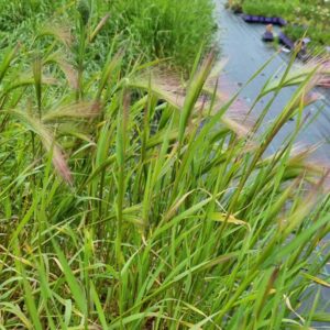 Hordeum Jubatum ‘Squirrel Tail Grass’ (Ornamental Grass) plant ready for delivery — Middleton Nurseries