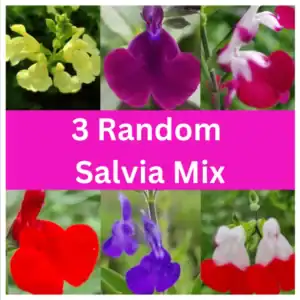 Copy of Spent Â£30 and Get 30% off and a free pink Amistad (3)