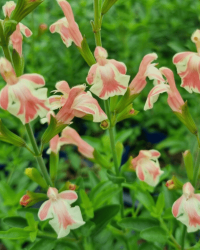 Salvia microphylla Anduus 1 (1)