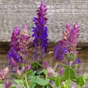 1 Salvia Flores (3)