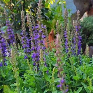 1 Salvia Ibiza (2)