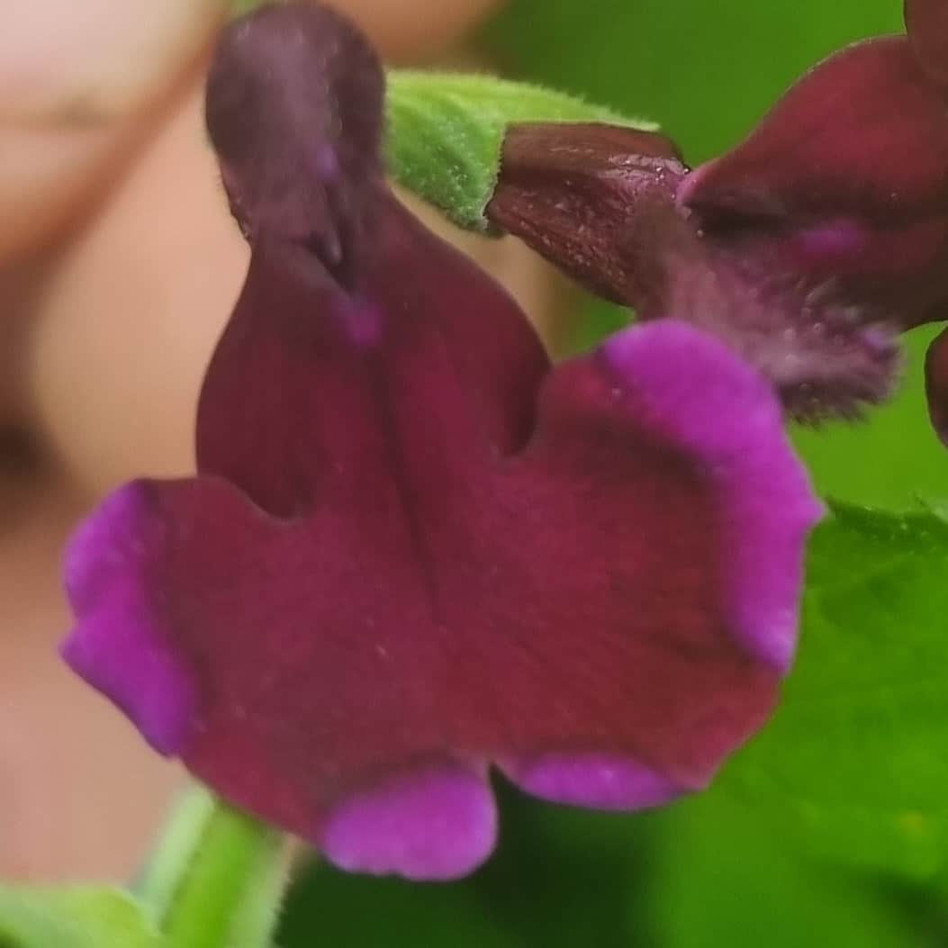 Salvia x jamensis Blackberry Ripple (3)