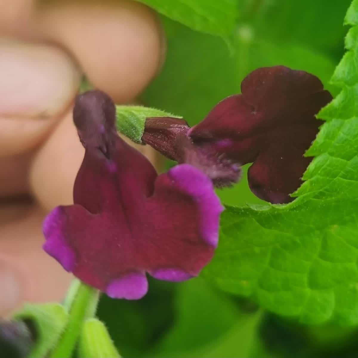 Salvia x jamensis Blackberry Ripple (2)