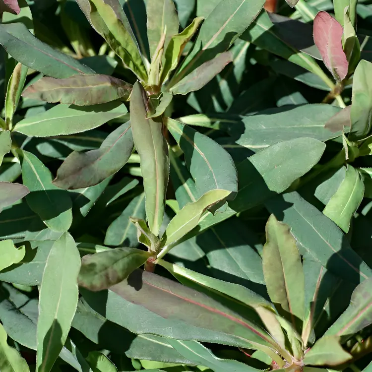 Euphorbia Xenia (1)