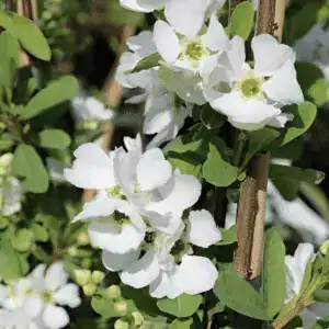 Exochorda × macrantha 'Niagara' (2)