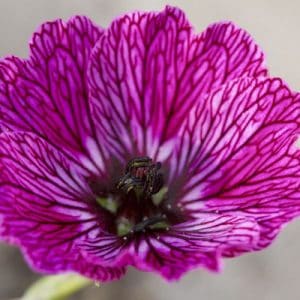 Geranium Jolly Jewel Purple (1)