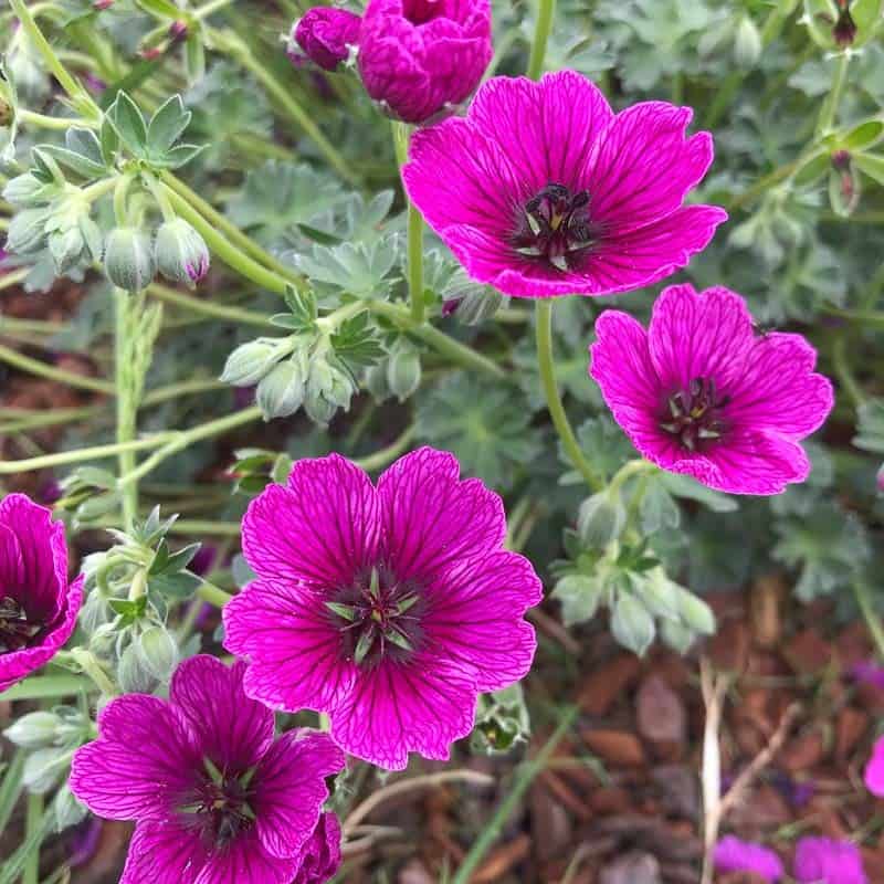 Geranium cinereum 'Jolly Jewel purple (1)