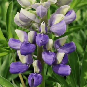 Lupin polyphyllus ‘Tower Blue White’ (2)