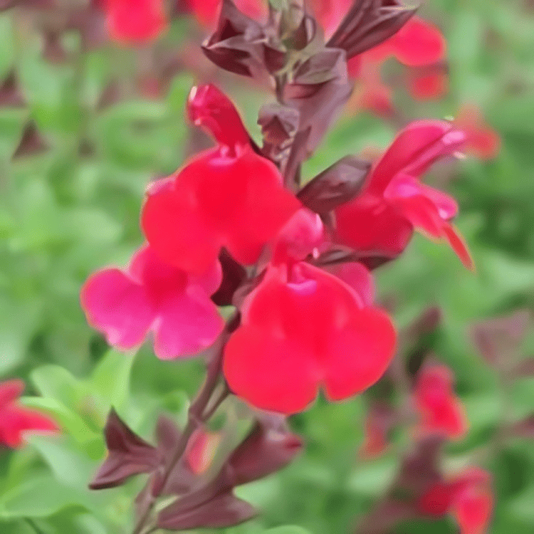 Salvia greggii 'Salvito Scarlet' (1)