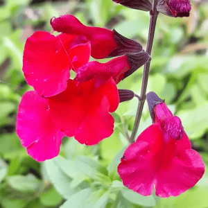 Salvia greggii 'Salvito Scarlet' (2)