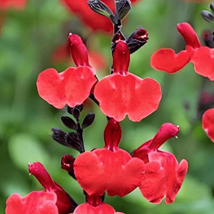 Salvia greggii 'Salvito Scarlet' (3)