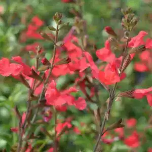 Salvia x Jamensis Flammen