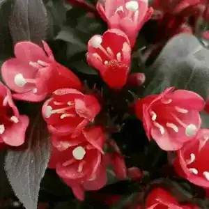 Wigela electric love (2)