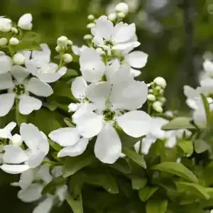 exochorda the bride (1)
