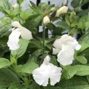 salvia Snowball