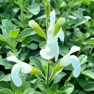 salvia White Full Moon