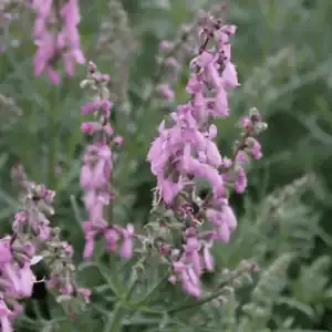 salvia jurisicii rosea (3)