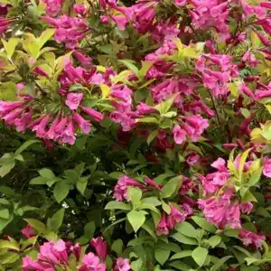 Detail of Weigela ‘Prism Magic Carpet’ foliage and flowers — Middleton Nurseries