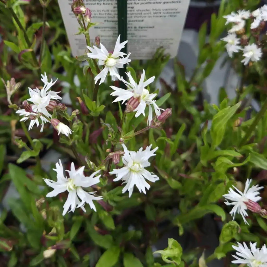 Lychnis flos-cuculi ‘Petite Henri’ plant ready for delivery — Middleton Nurseries