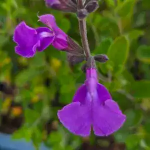 Salvia greggii ‘Salvito Violet’