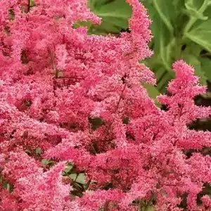 Astilbe x arendsii 'Astary Rose Red' (1)